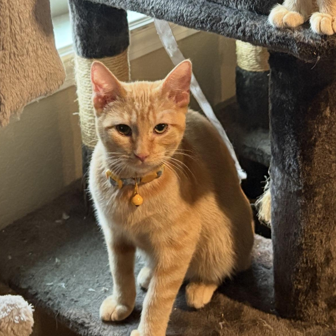 Enlarge Nora, an adopted American Shorthair in Colcord, OK image 4/6