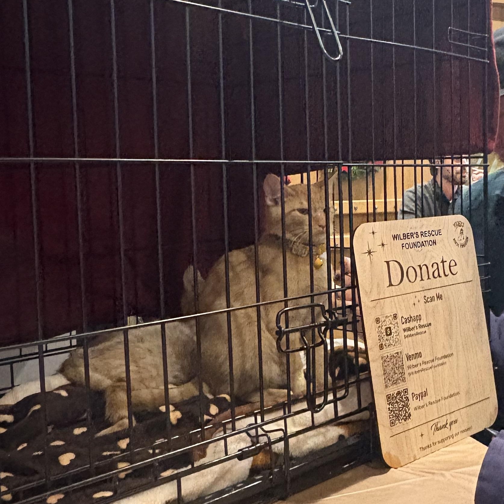 Enlarge Nora, an adopted American Shorthair in Colcord, OK image 5/6