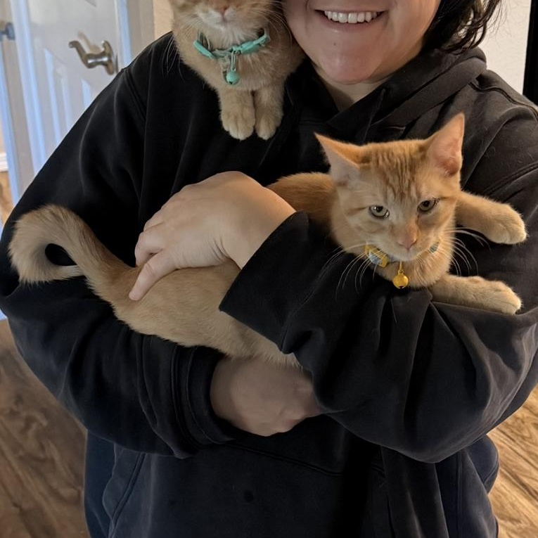 Enlarge Nora, an adopted American Shorthair in Colcord, OK image 6/6