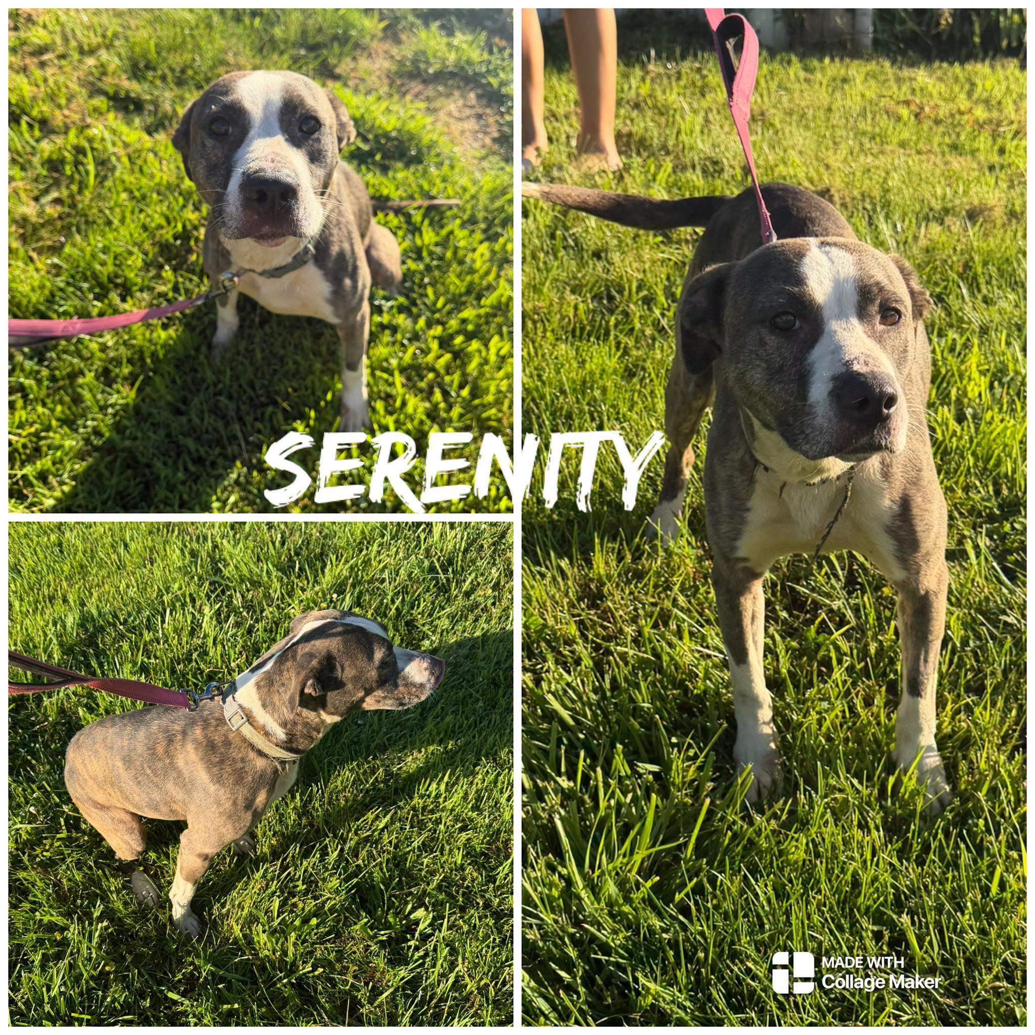 Serenity, ADOPTABLE, Adult Female Pit Bull Terrier.