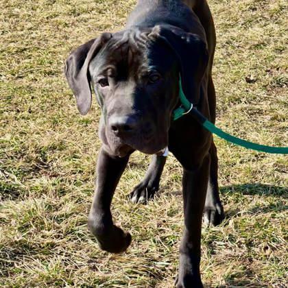 Enlarge Debo, an adoptable mixed breed in Phoenixville, PA image 6/6