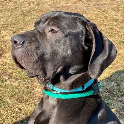 Enlarge Debo, an adoptable mixed breed in Phoenixville, PA image 5/6