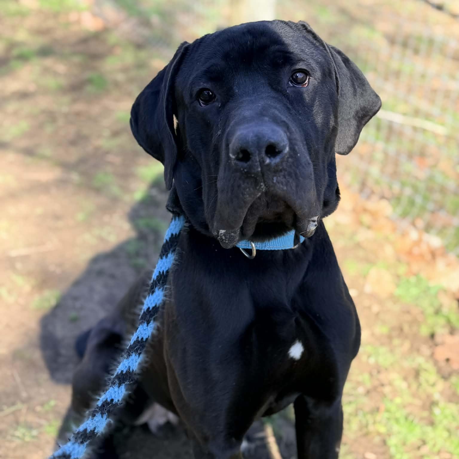 Enlarge Debo, an adoptable mixed breed in Phoenixville, PA image 2/6