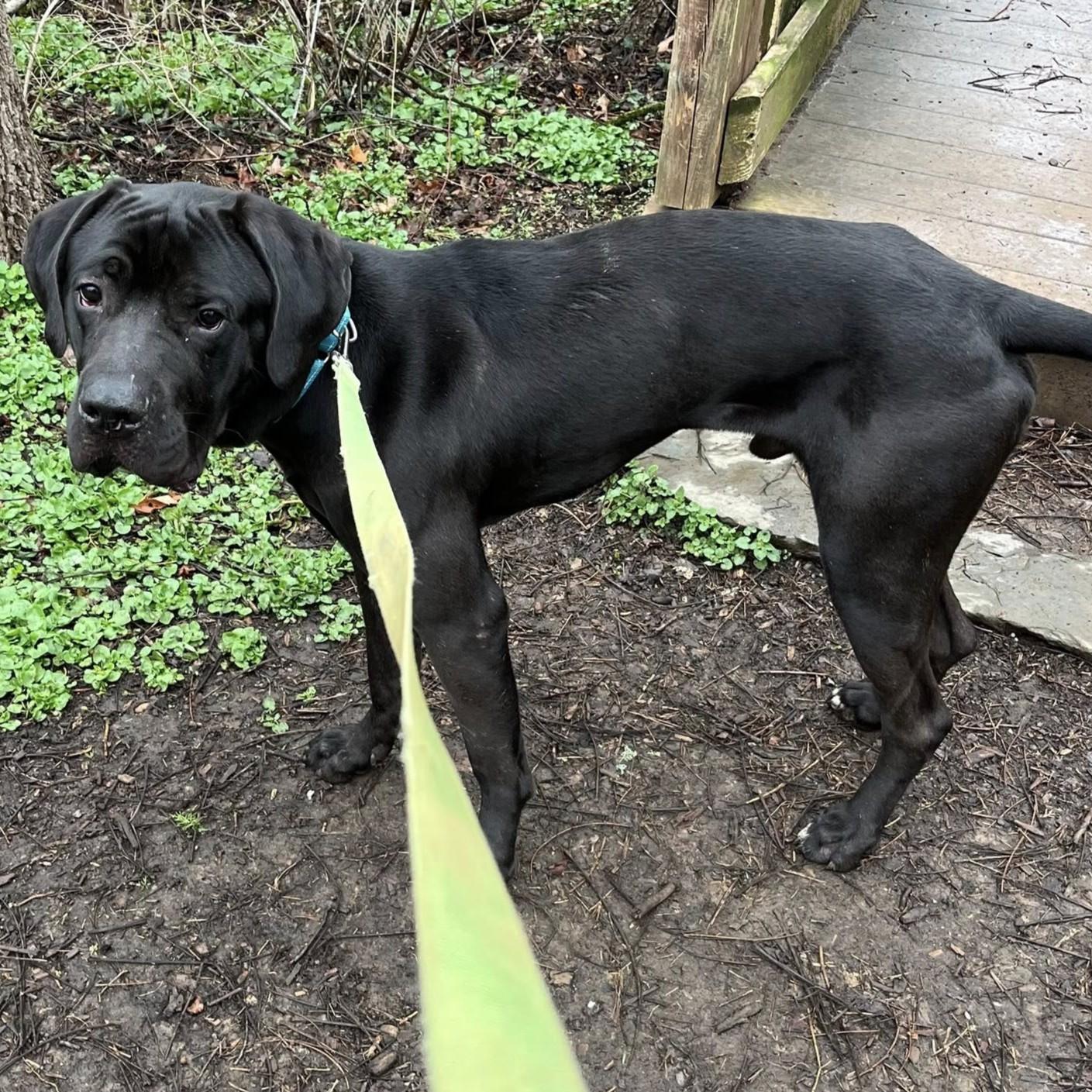 Enlarge Debo, an adoptable mixed breed in Phoenixville, PA image 3/6