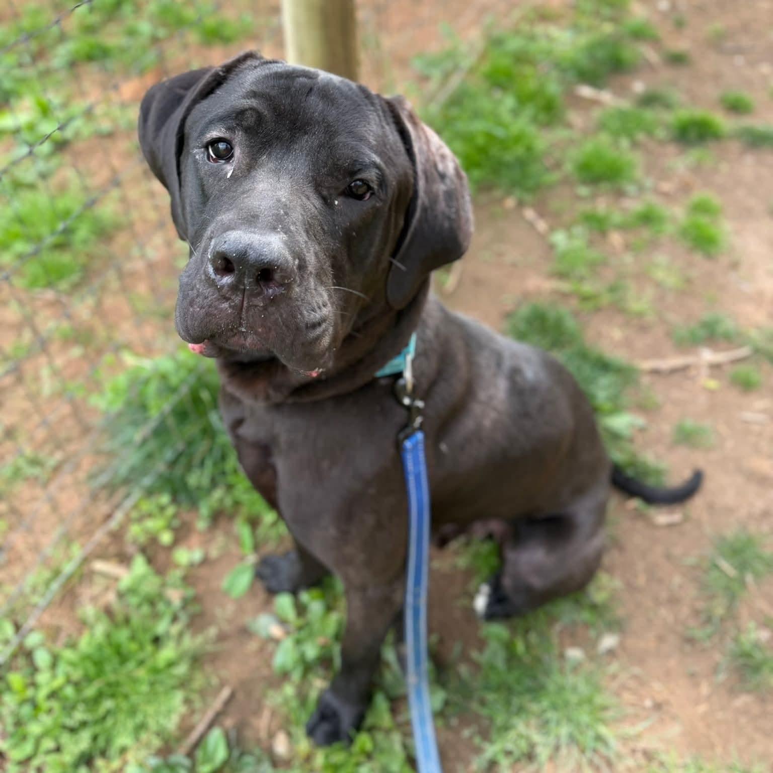 Debo, adoptable, Young Male Labrador Retriever & Great Dane.