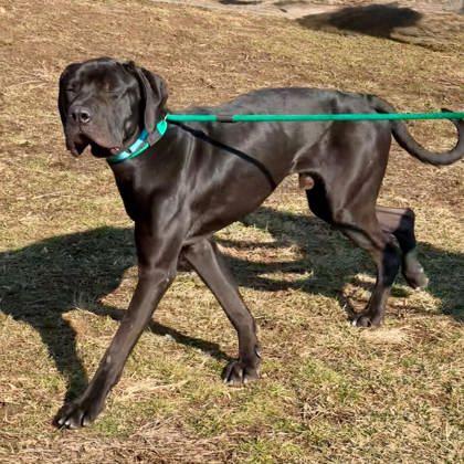 Enlarge Debo, an adoptable mixed breed in Phoenixville, PA image 4/6