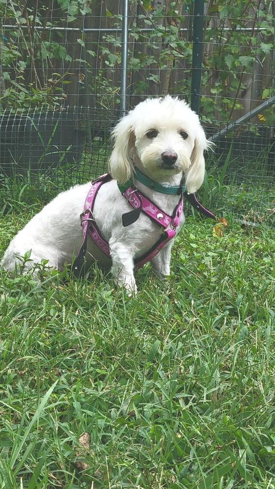 VeeVee, Adopted, Adult Female Maltese & Poodle.