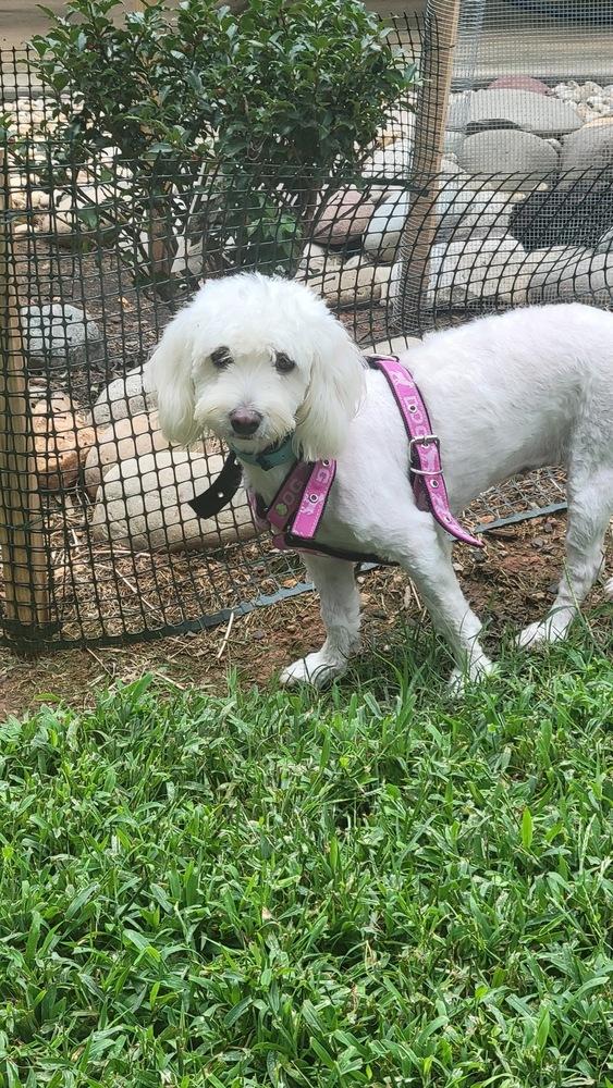 VeeVee, a Adopted mixed breed in Mocksville, NC image 2/2