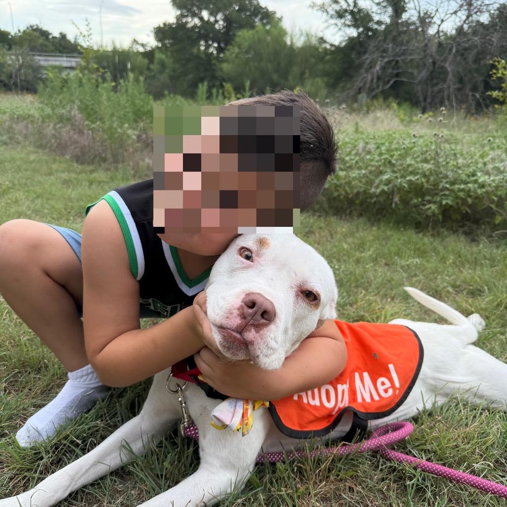 Enlarge Snowflake, a Adoptable mixed breed in Austin, TX image 1/6