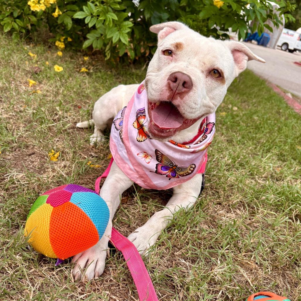 Snowflake, Adoptable, Adult Female Terrier.