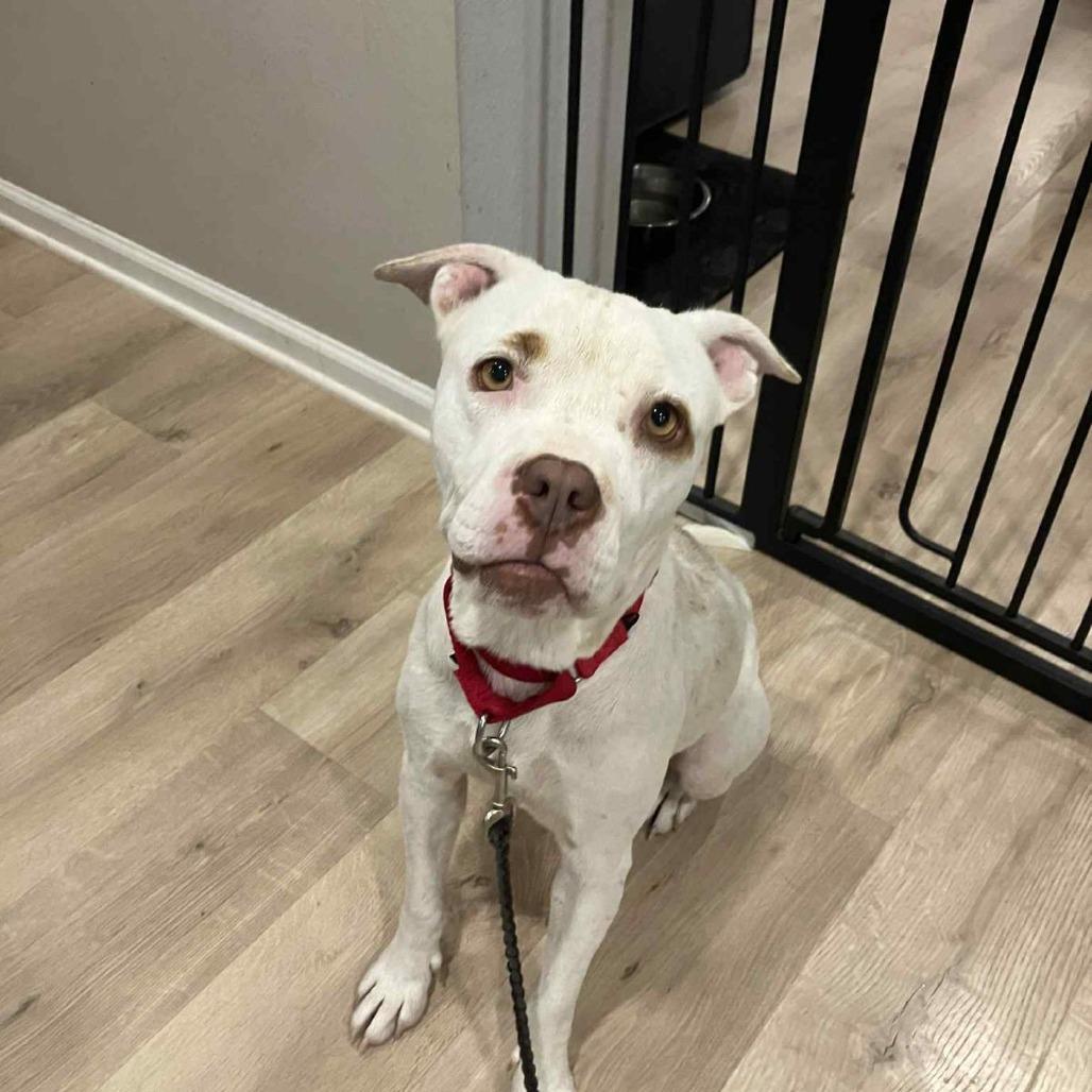 Snowflake, Adoptable, Adult Female Terrier.