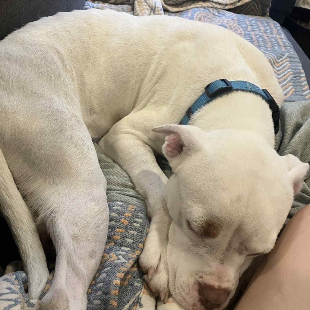 Enlarge Snowflake, a Adoptable mixed breed in Austin, TX image 2/6