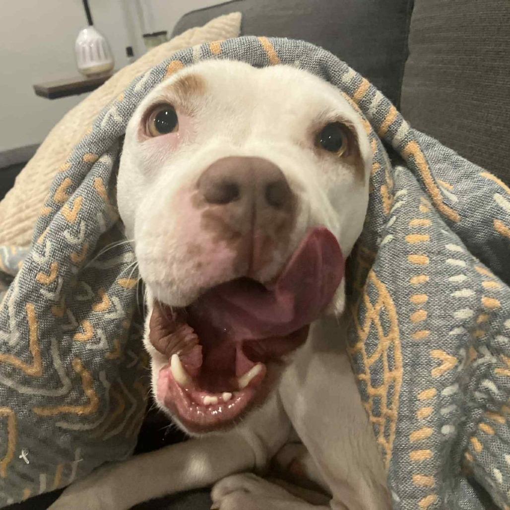 Enlarge Snowflake, a Adoptable mixed breed in Austin, TX image 3/6