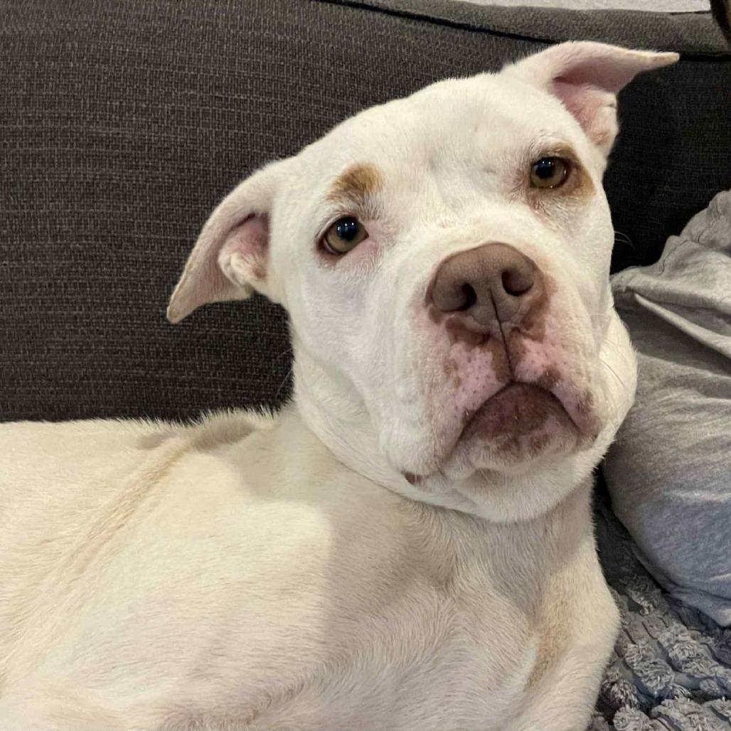 Enlarge Snowflake, a Adoptable mixed breed in Austin, TX image 4/6