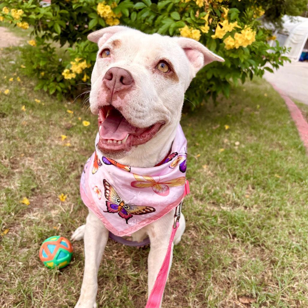 Enlarge Snowflake, a Adoptable mixed breed in Austin, TX image 5/6