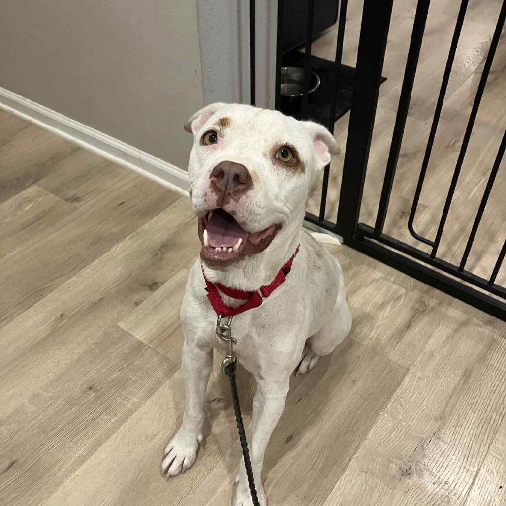 Enlarge Snowflake, a Adoptable mixed breed in Austin, TX image 6/6