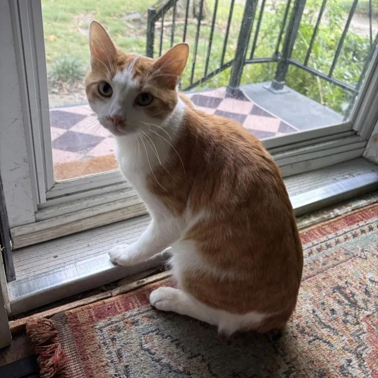 Enlarge Bewildered Boy, a Adoptable Domestic Short Hair in Cleveland Heights, OH image 2/4