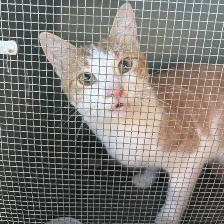 Enlarge Bewildered Boy, a Adoptable Domestic Short Hair in Cleveland Heights, OH image 4/4
