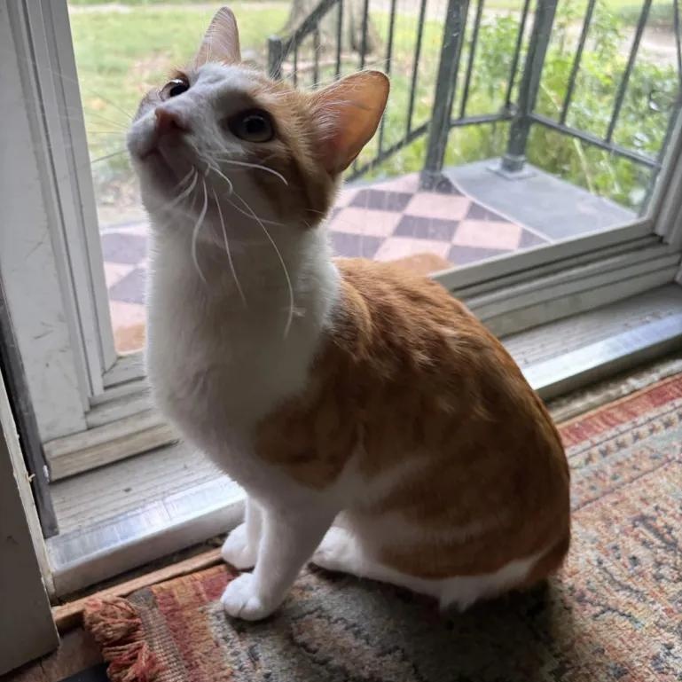 Enlarge Bewildered Boy, a Adoptable Domestic Short Hair in Cleveland Heights, OH image 3/4