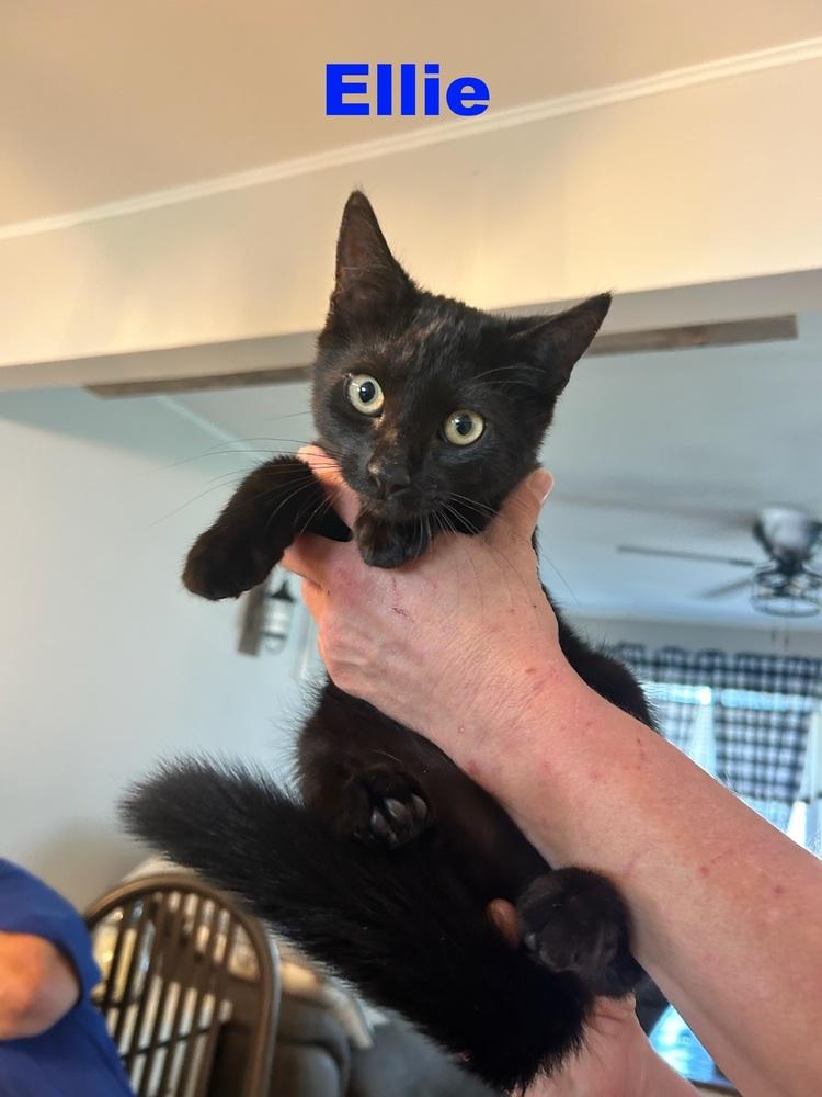 Ellie - Tracy, Adoptable, Kitten Female Domestic Short Hair.