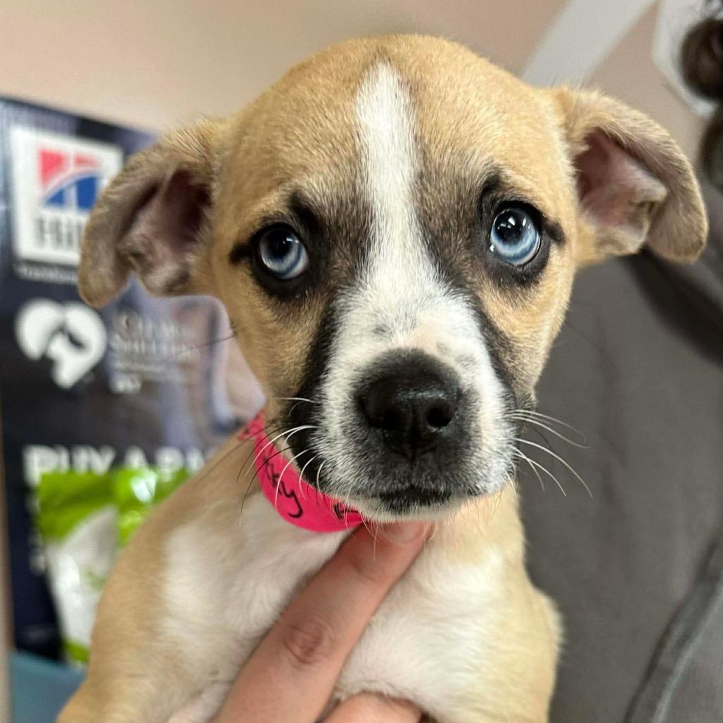 Enlarge Ella, a Adoptable mixed breed in Griswold, CT image 1/2