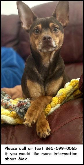 Max, Adopted, Adult Male Chihuahua & Miniature Pinscher.