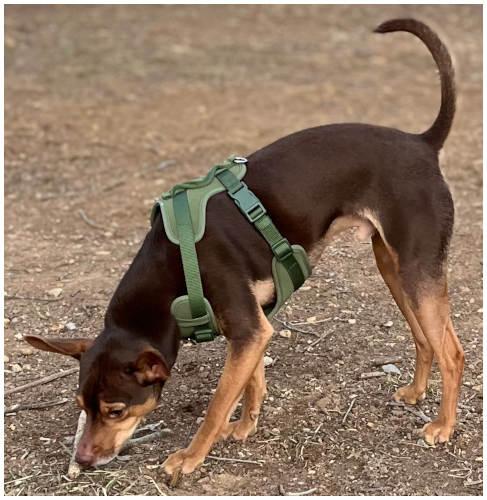 Max, a Adopted mixed breed in Oak Ridge, TN image 2/3