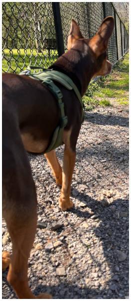 Max, a Adopted mixed breed in Oak Ridge, TN image 3/3