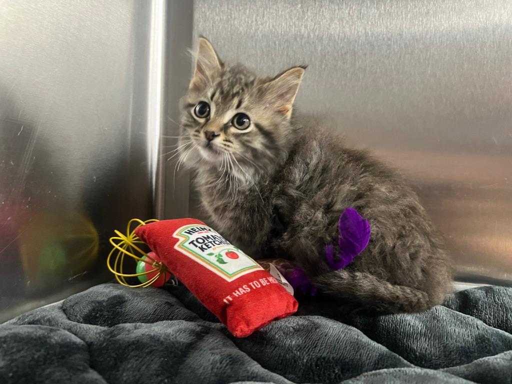 Crab, Adopted, Young Male Domestic Long Hair.