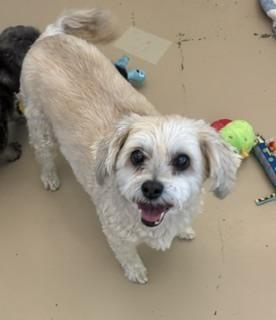 Enlarge Flo, a Adopted mixed breed in Puerto Penasco, SON image 1/1