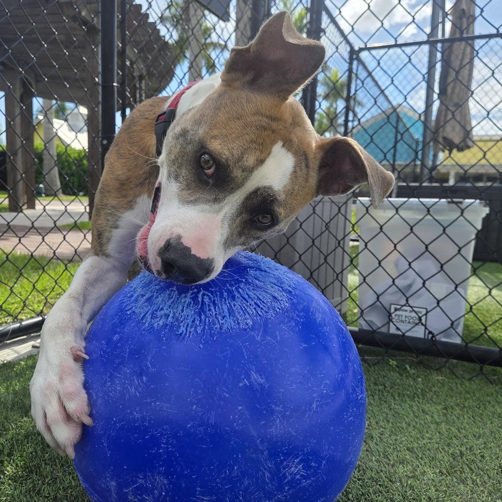 Goodboy, Adoptable, Adult Male Pit Bull Terrier.