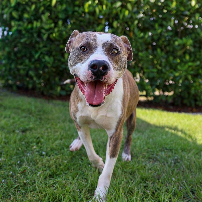 Goodboy, Adoptable, Adult Male Pit Bull Terrier.