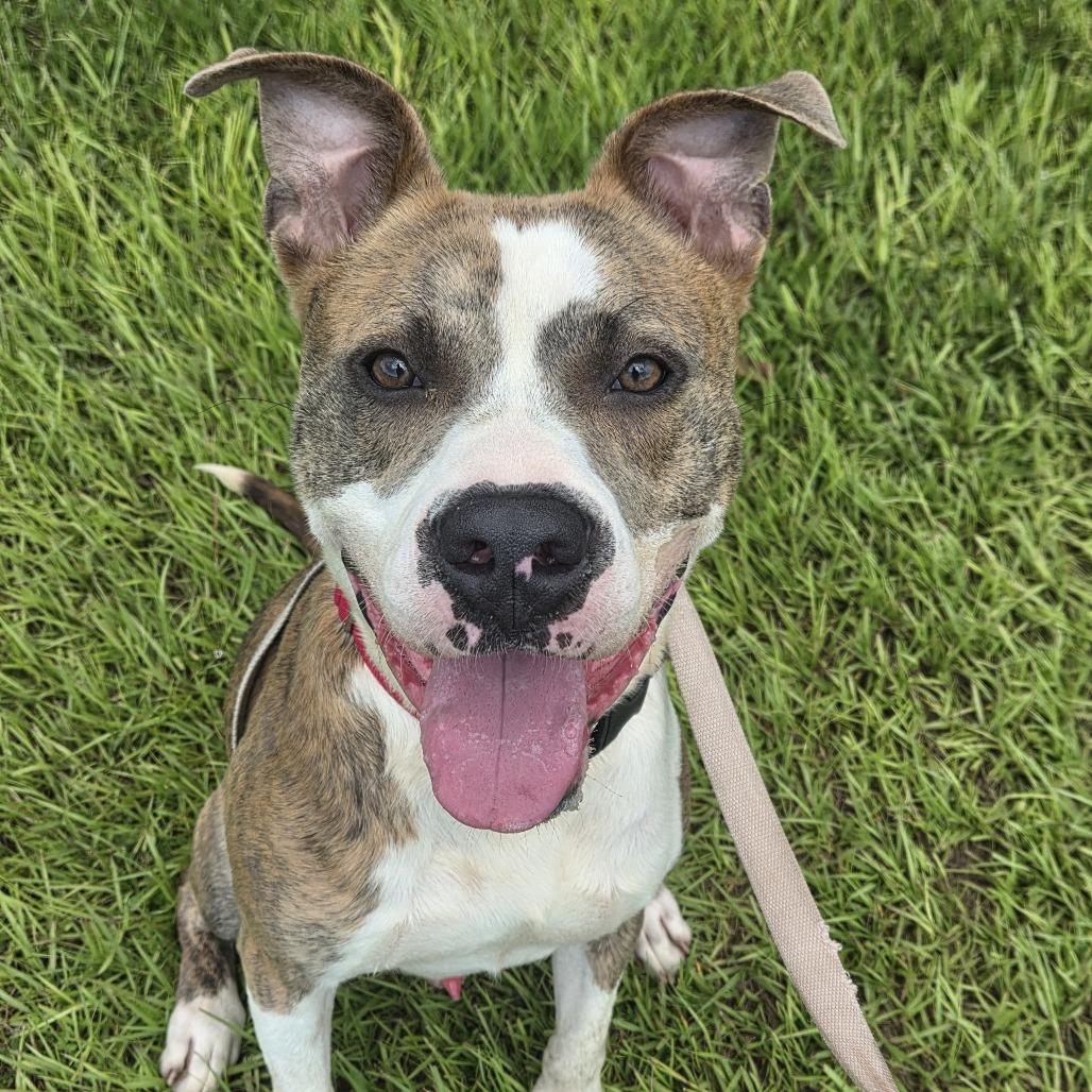 Enlarge Goodboy, a Adoptable Pit Bull Terrier in Bradenton, FL image 2/3