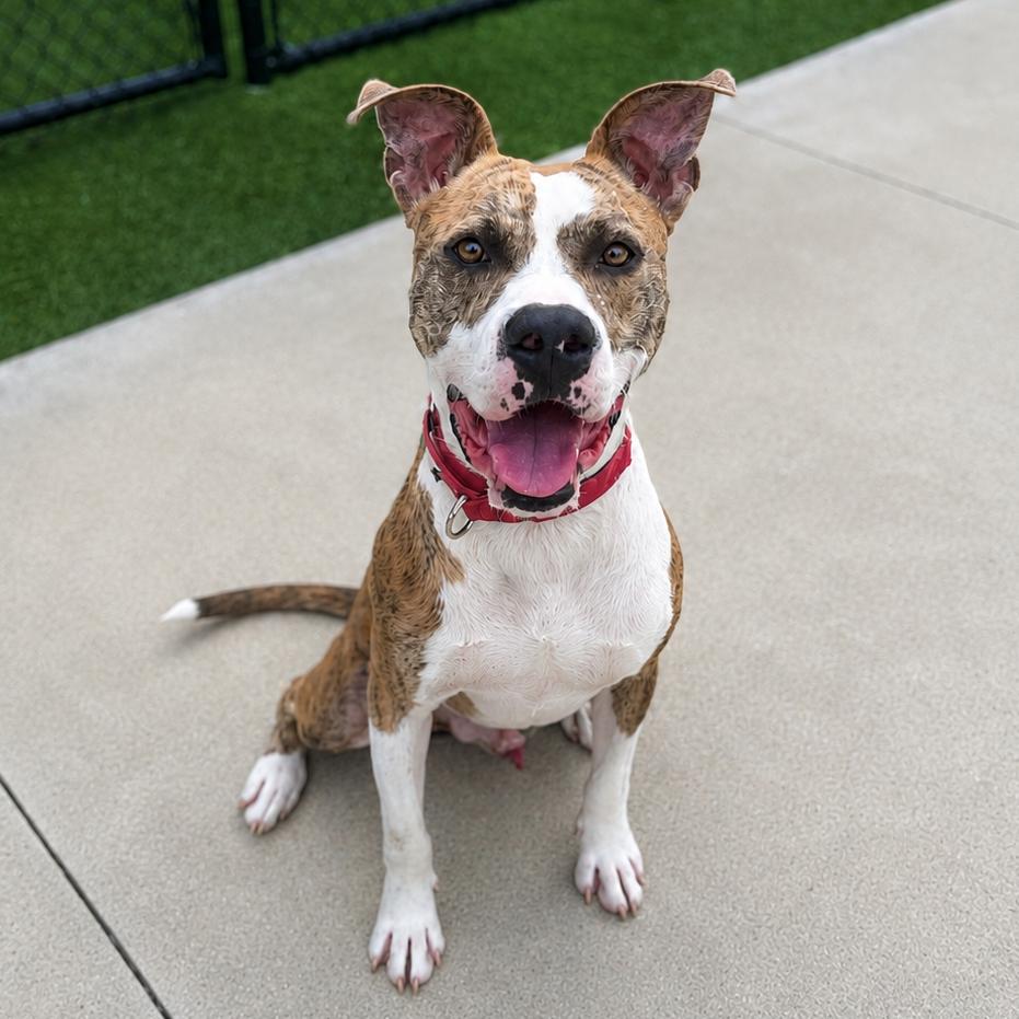 Enlarge Goodboy, a Adoptable Pit Bull Terrier in Bradenton, FL image 4/5