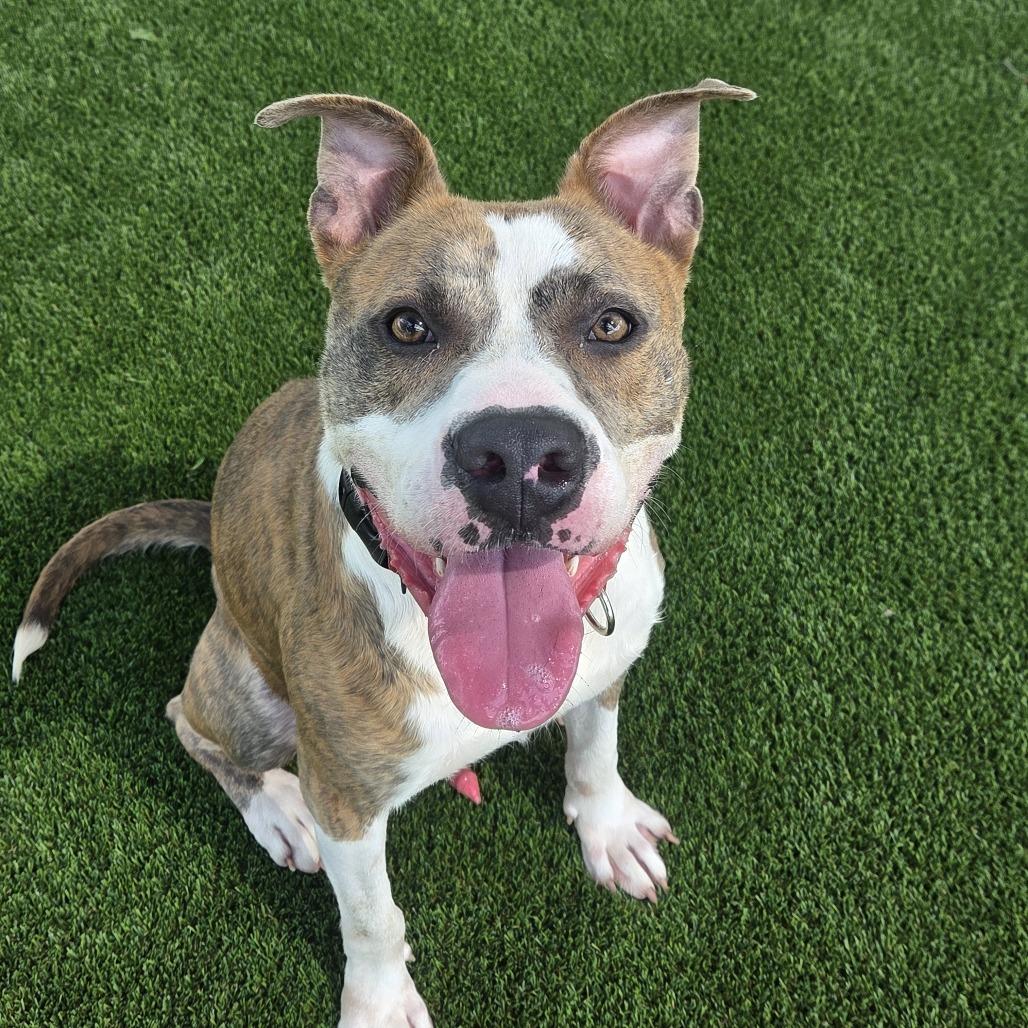 Enlarge Goodboy, a Adoptable Pit Bull Terrier in Bradenton, FL image 3/3