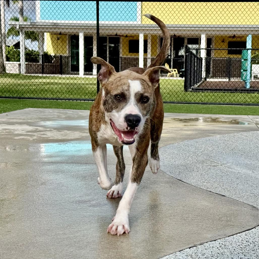 Enlarge Goodboy, a Adoptable Pit Bull Terrier in Bradenton, FL image 6/6