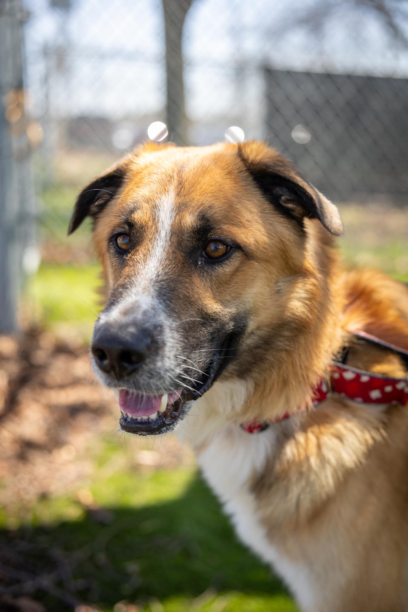 Maverick, ADOPTABLE, Adult Male Mixed Breed.