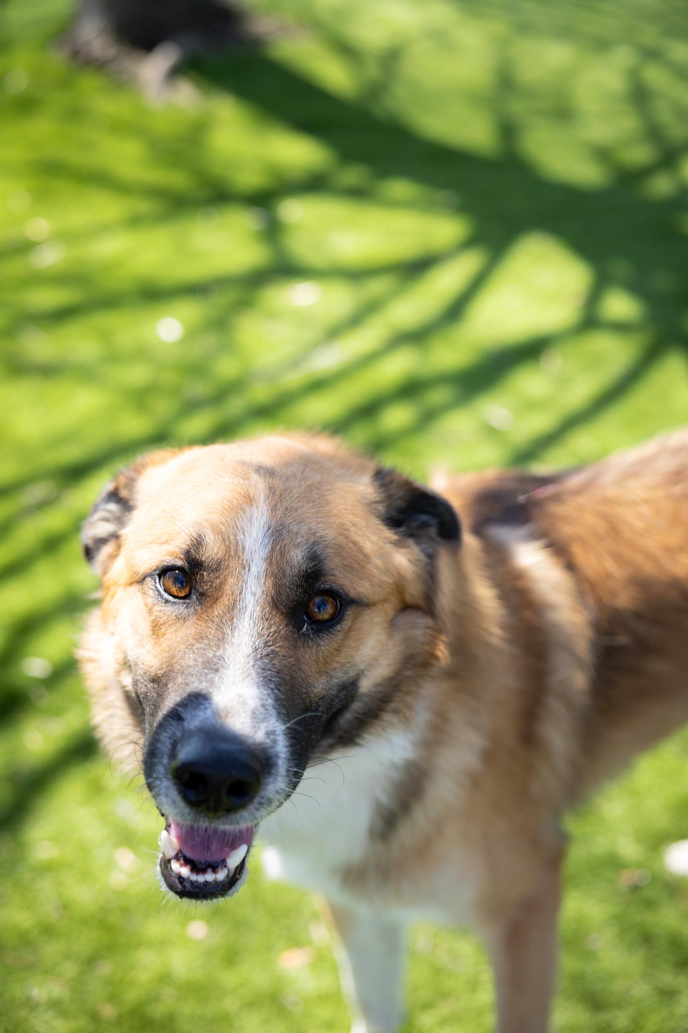 Enlarge Maverick, a ADOPTABLE Mixed Breed in Hamilton, ON image 5/5