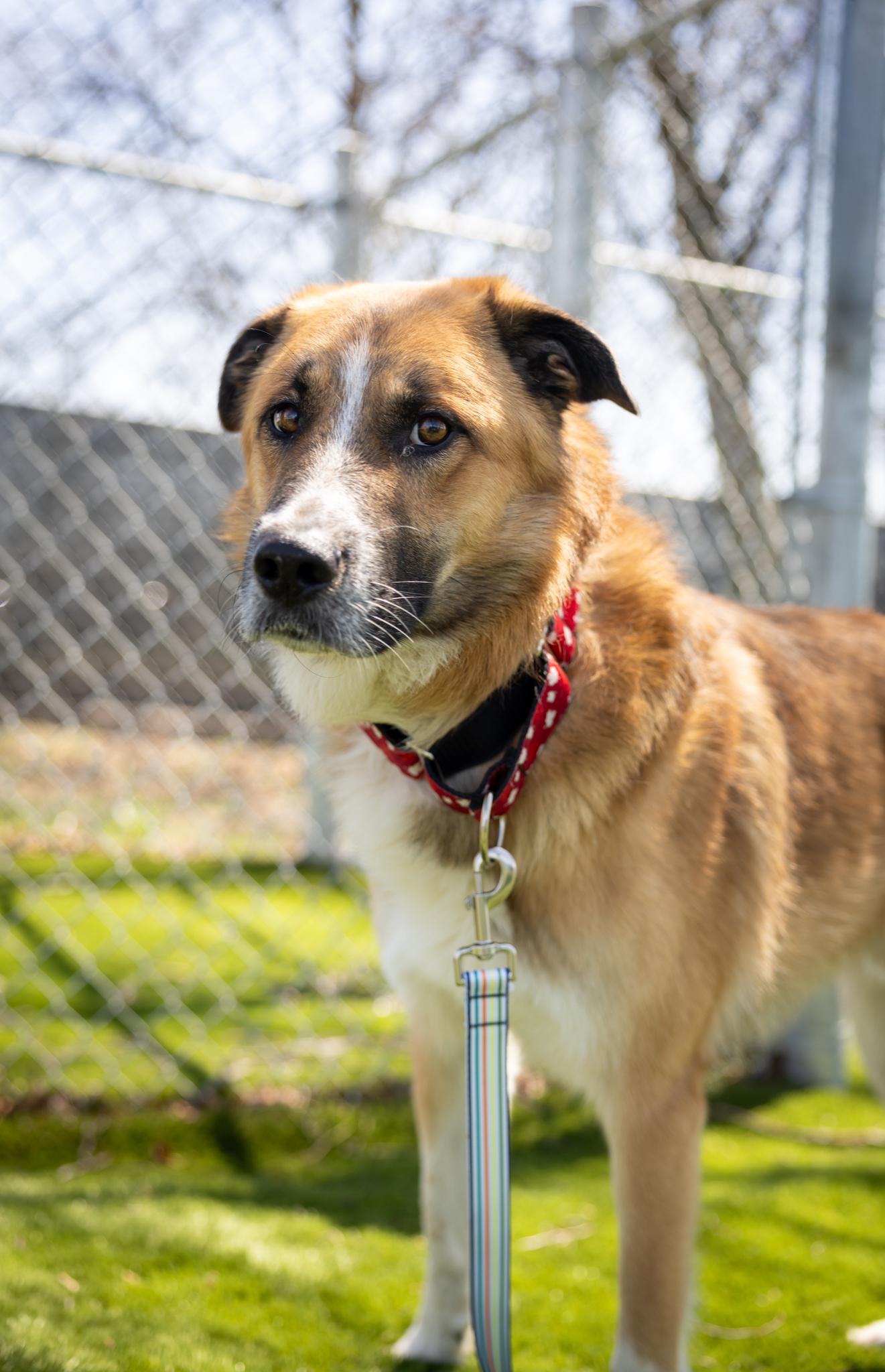 Enlarge Maverick, a ADOPTABLE Mixed Breed in Hamilton, ON image 2/5