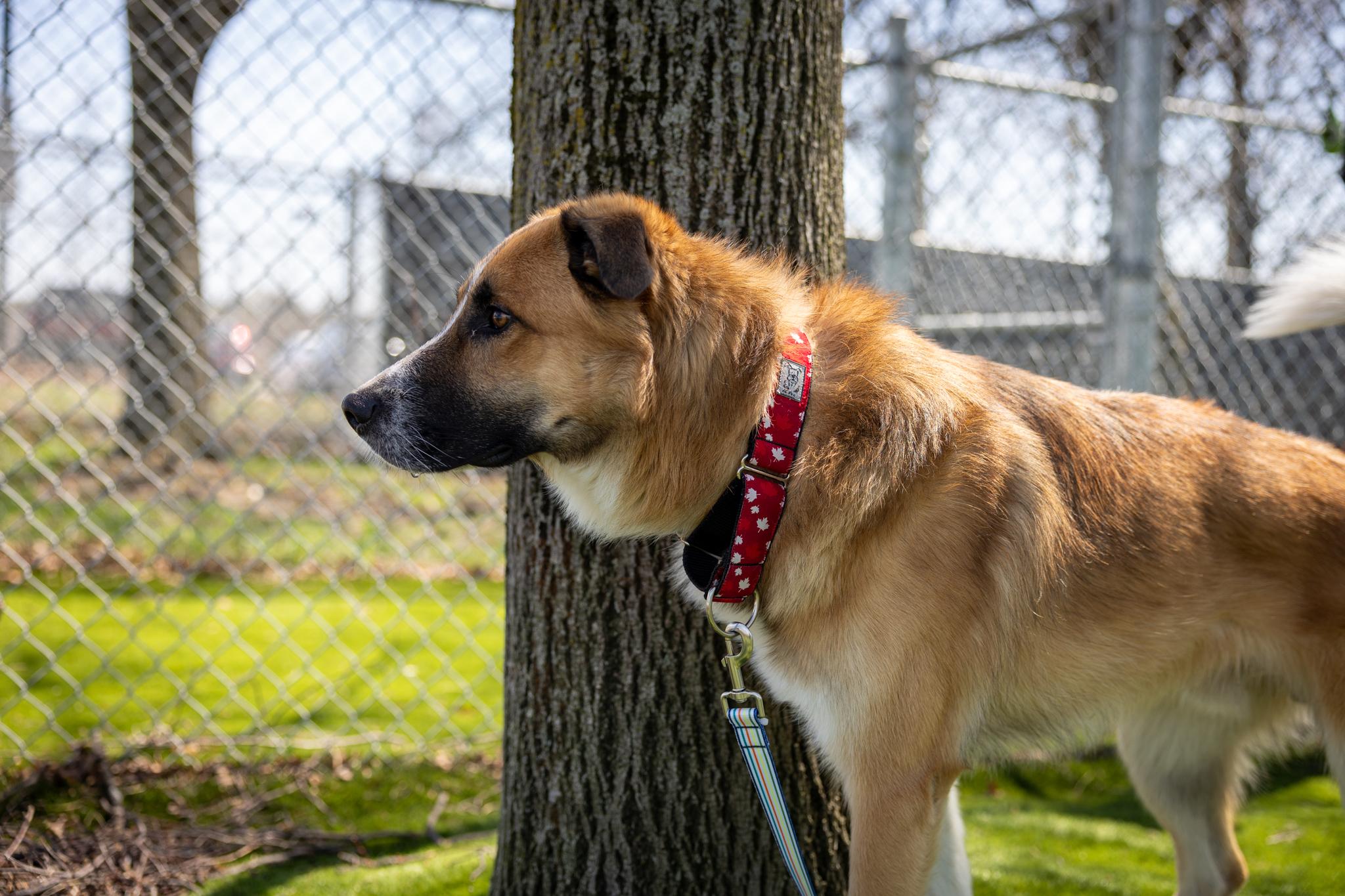 Enlarge Maverick, a ADOPTABLE Mixed Breed in Hamilton, ON image 4/5