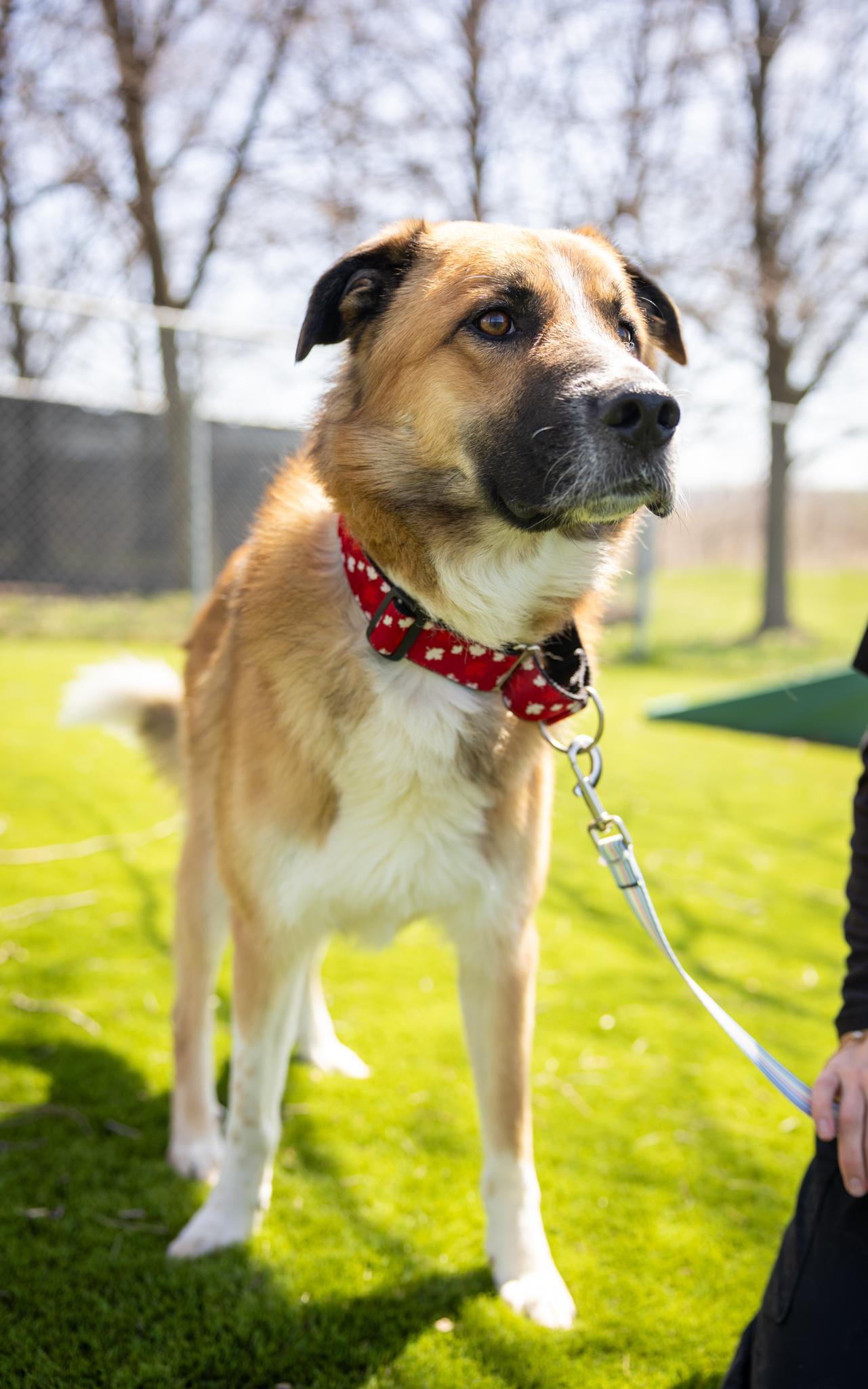 Enlarge Maverick, a ADOPTABLE Mixed Breed in Hamilton, ON image 3/5