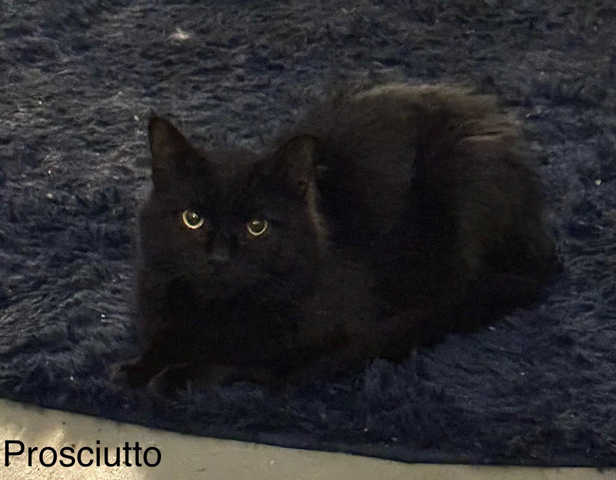 Enlarge Prosciutto, a Adopted Domestic Long Hair in Harwinton, CT image 1/1