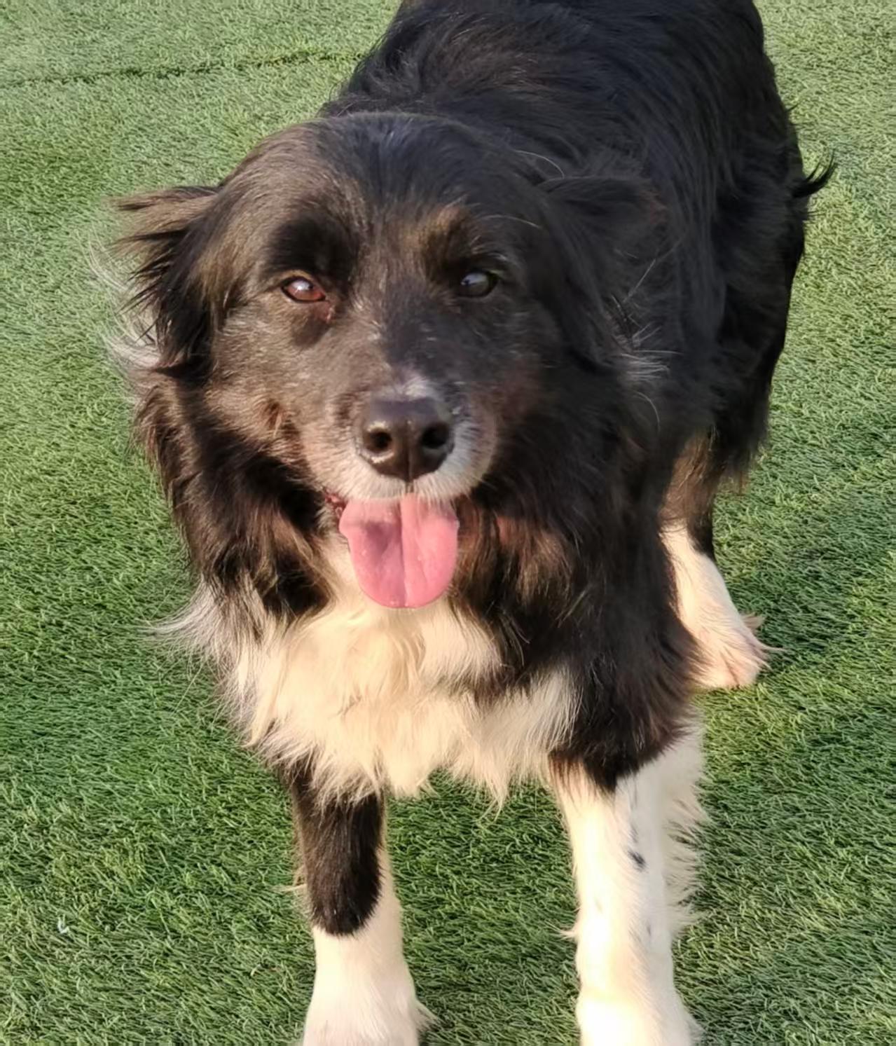 Enlarge Marshal, a ADOPTABLE Border Collie in Vancouver, BC image 1/4