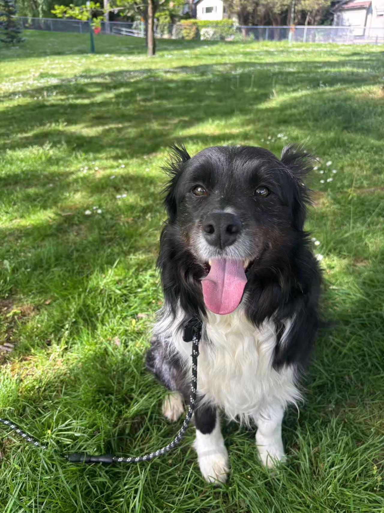 Enlarge Marshal, a ADOPTABLE Border Collie in Vancouver, BC image 3/4