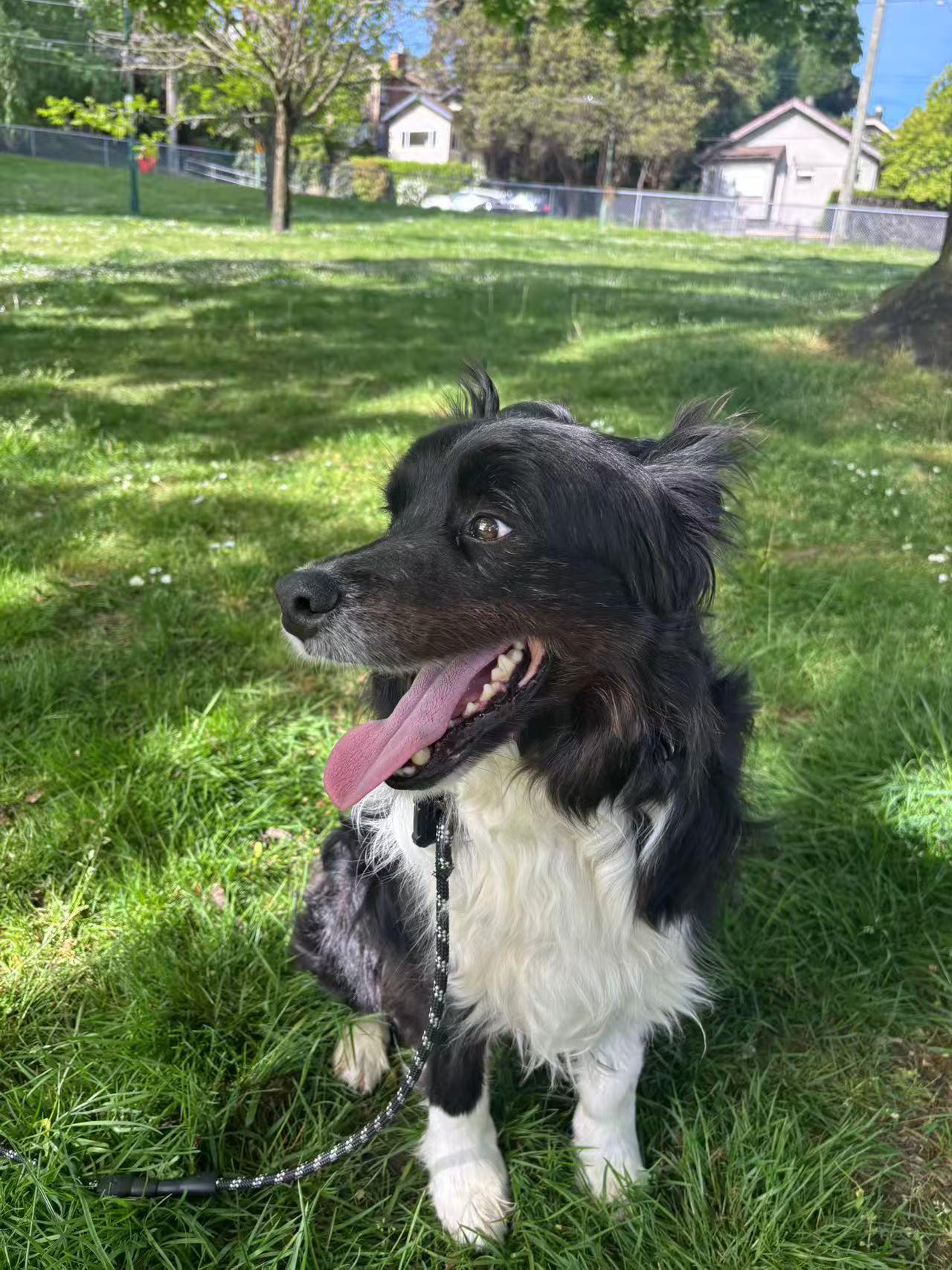 Enlarge Marshal, a ADOPTABLE Border Collie in Vancouver, BC image 2/4