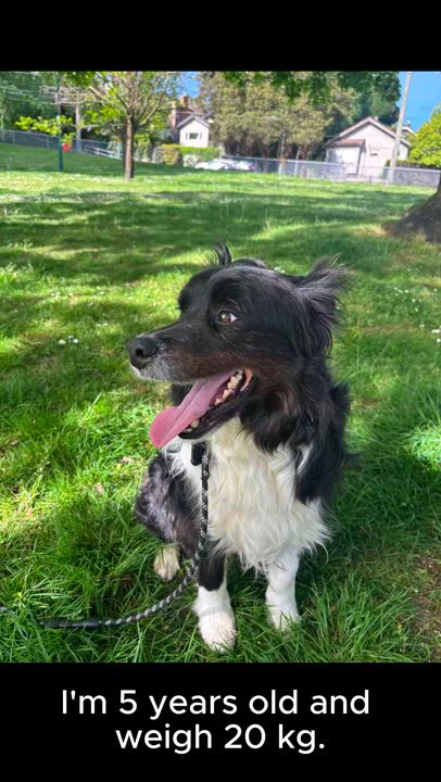 Enlarge Marshal, a ADOPTABLE Border Collie in Vancouver, BC video 4/4