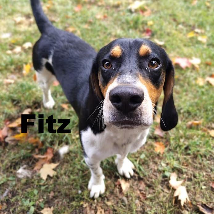Enlarge Fitz 260794, a Adoptable mixed breed in Escanaba, MI image 1/2