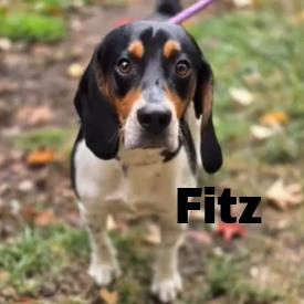 Enlarge Fitz 260794, a Adoptable mixed breed in Escanaba, MI image 2/2