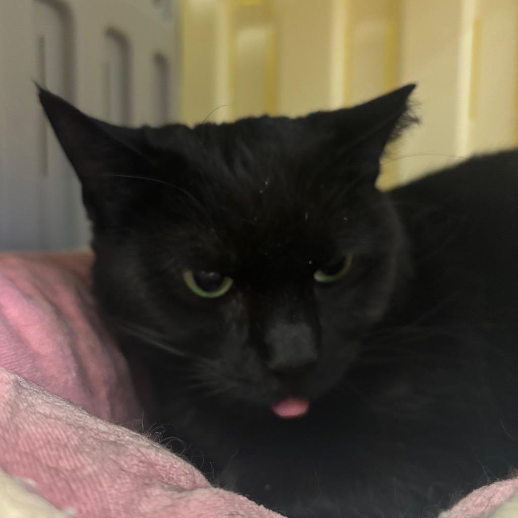 Mochi, Adoptable, Adult Female Domestic Short Hair.