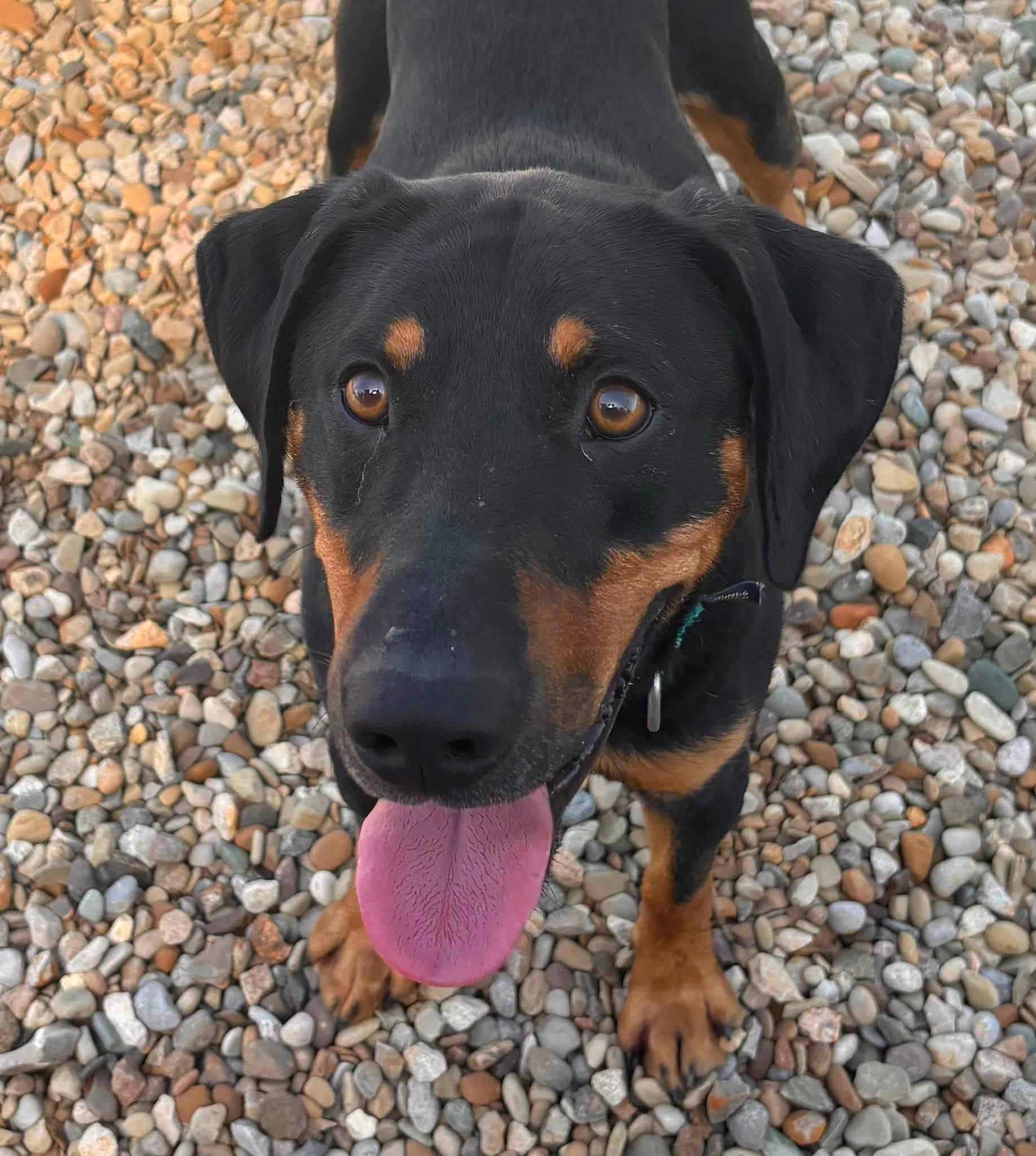 ELLIOT, a ADOPTABLE mixed breed in Ashland, OH image 2/2